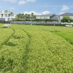 Villa NVL Canggu - Ricefield View from Villa