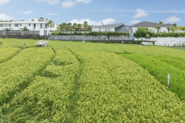 Villa NVL Canggu - Ricefield View from Villa