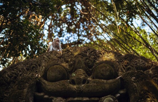 Ubud Monkey Forest